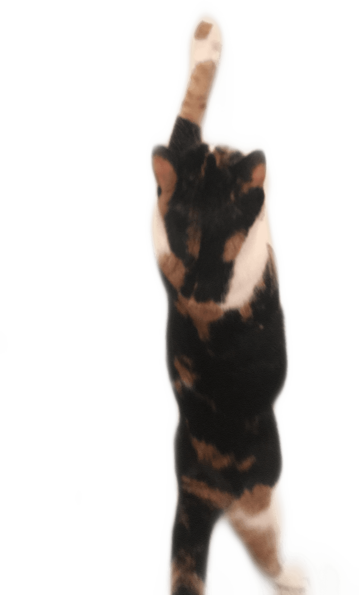 Calico Cat Raising Paw PNG