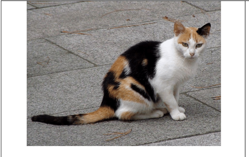 Calico Cat Sittingon Pavement PNG