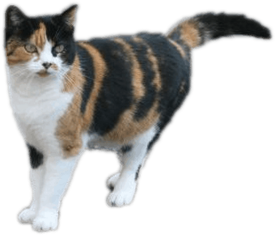 Calico Cat Standing Side View PNG