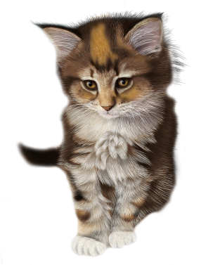 Calico Kitten Illustration PNG