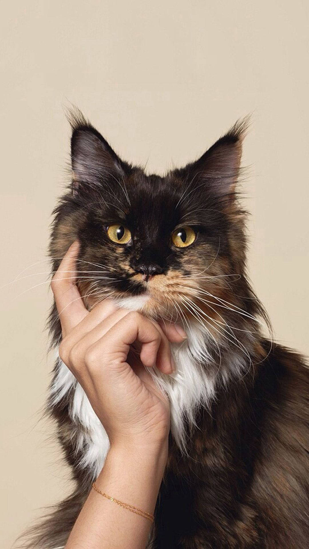 Calico Maine Coon Cat Iphone Background