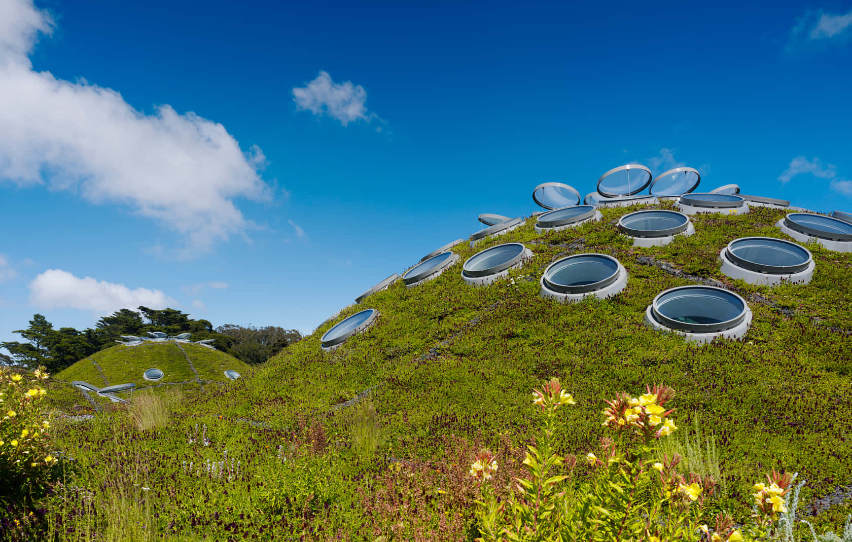 Atap Hidup California Academy Of Sciences Wallpaper