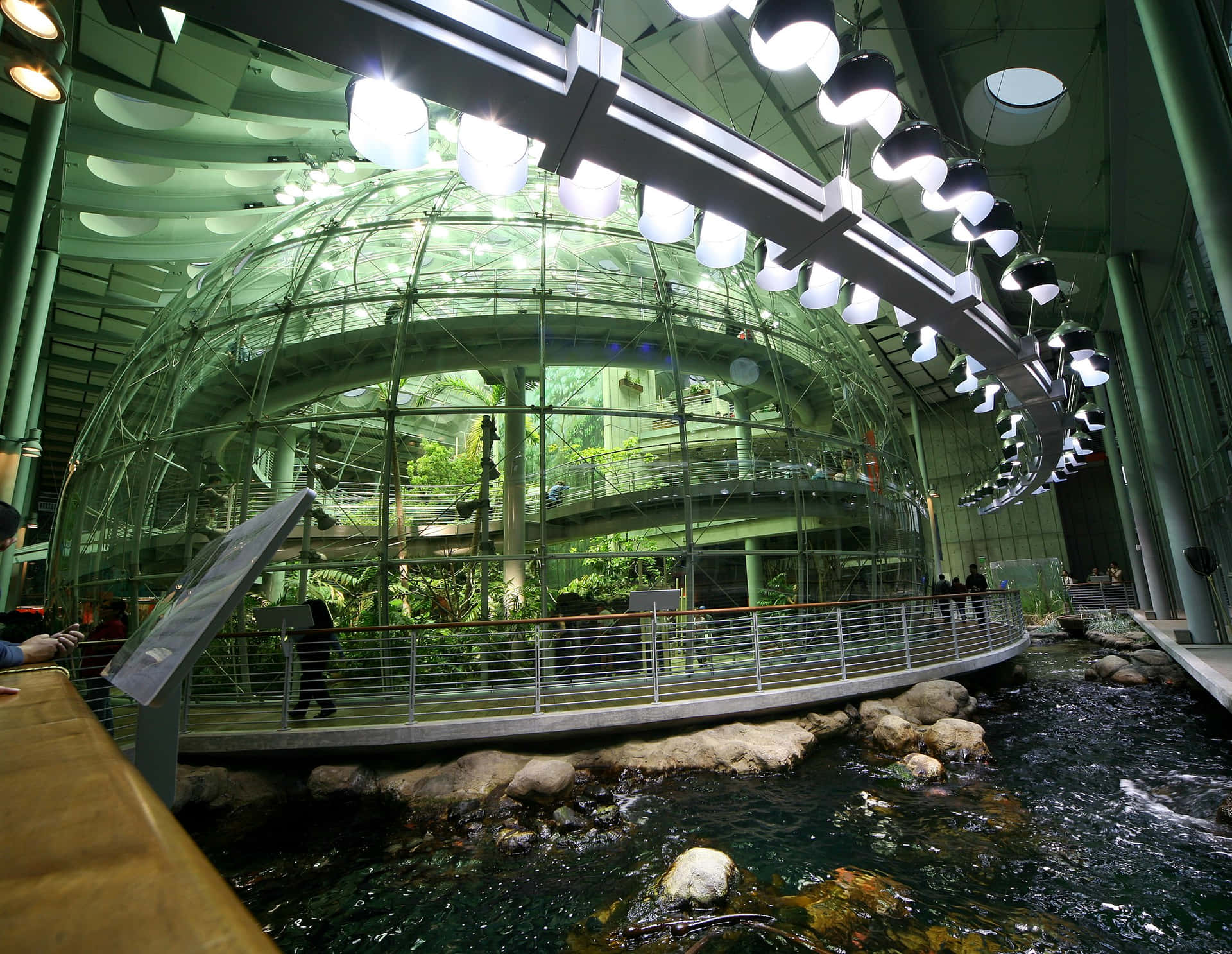 Exposition De La Forêt Tropicale À L'académie Des Sciences De Californie Fond d'écran