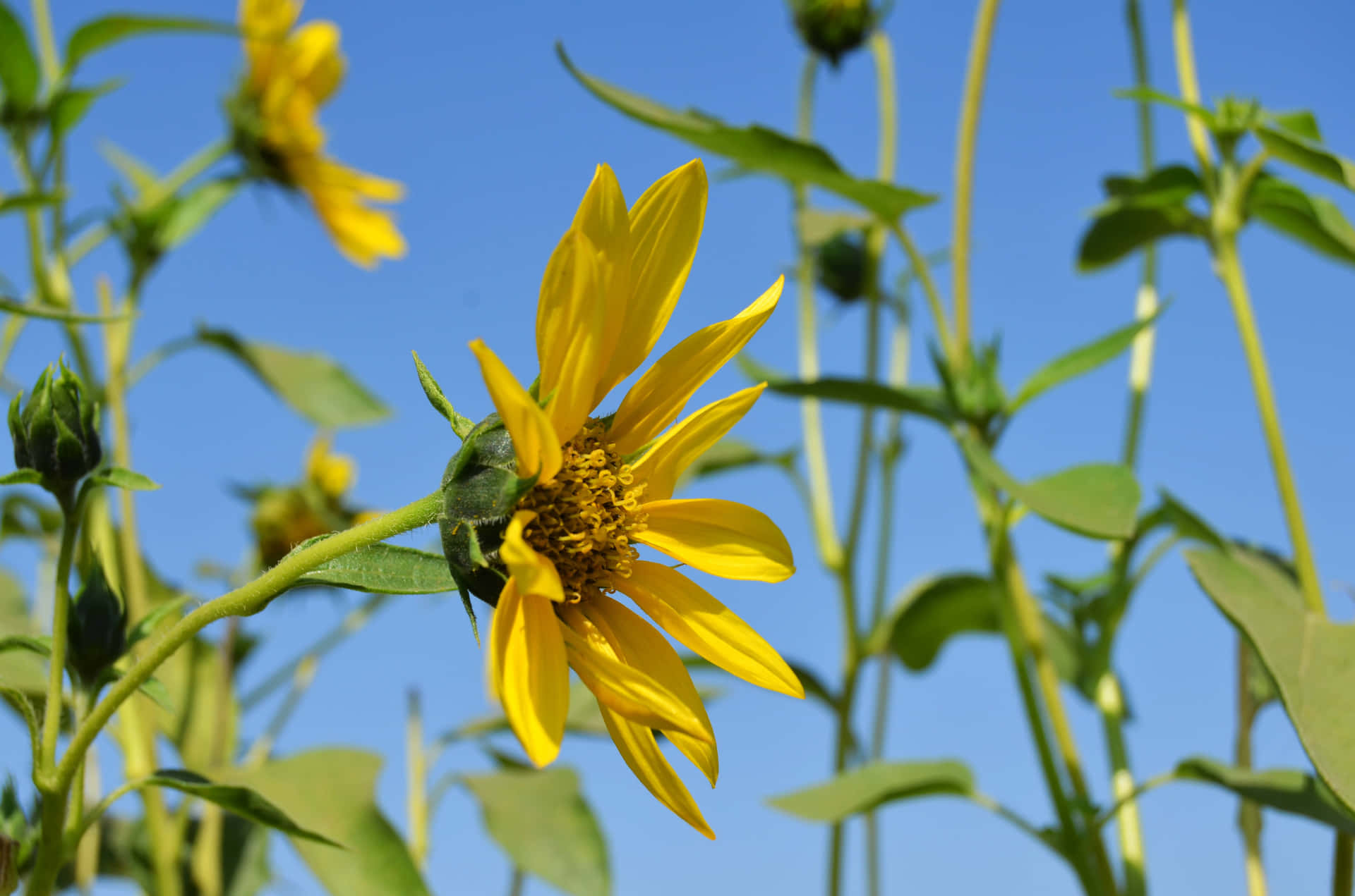 A Sunflower In A Field Wallpaper