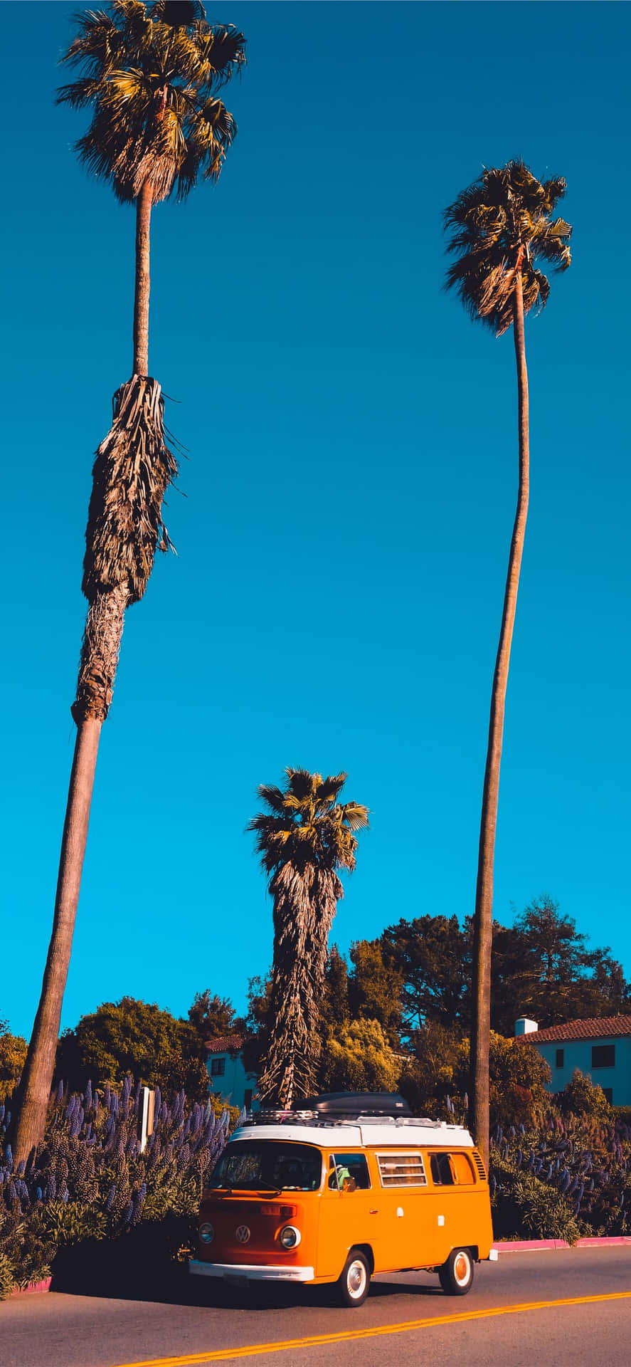 Svuppe i Californiens æstetik i denne solfyldte paradis. Wallpaper