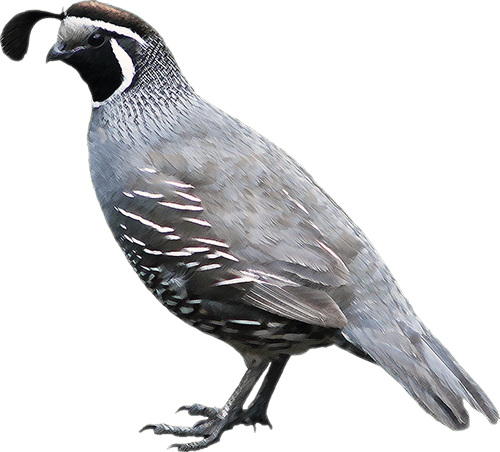 California Quail Profile PNG