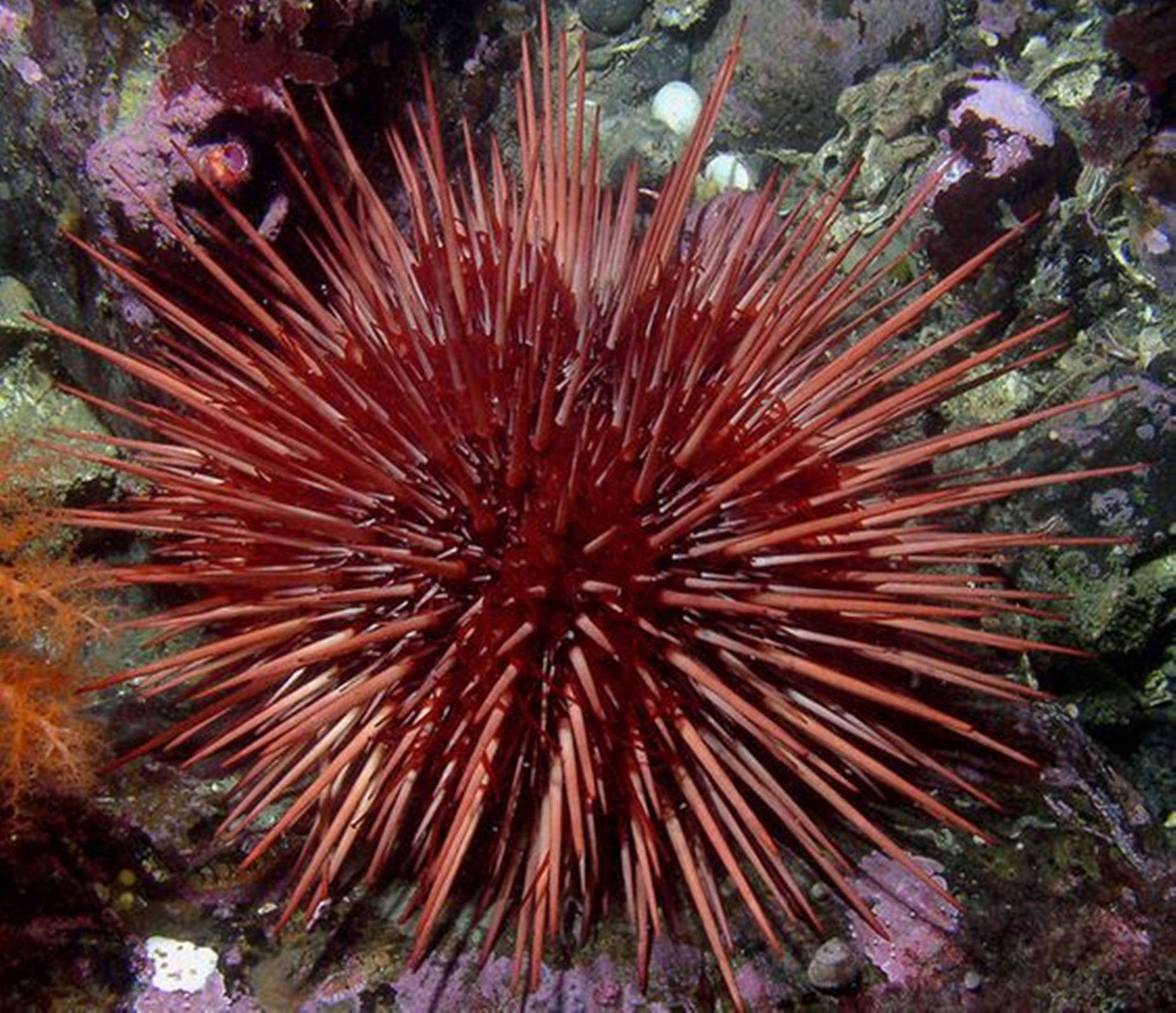 Морской еж звезда. Иглокожие морской еж. Strongylocentrotus purpuratus. Морской еж стронгилоцентротус. Красный диадемовый морской еж.