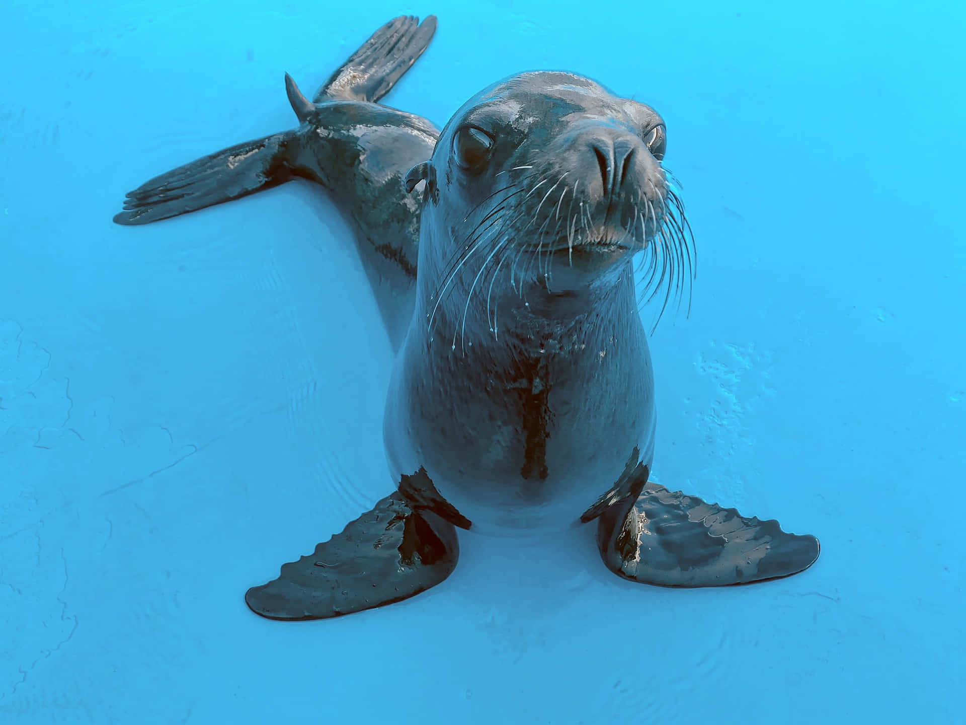 California Sea Lion Blue Water Background Wallpaper