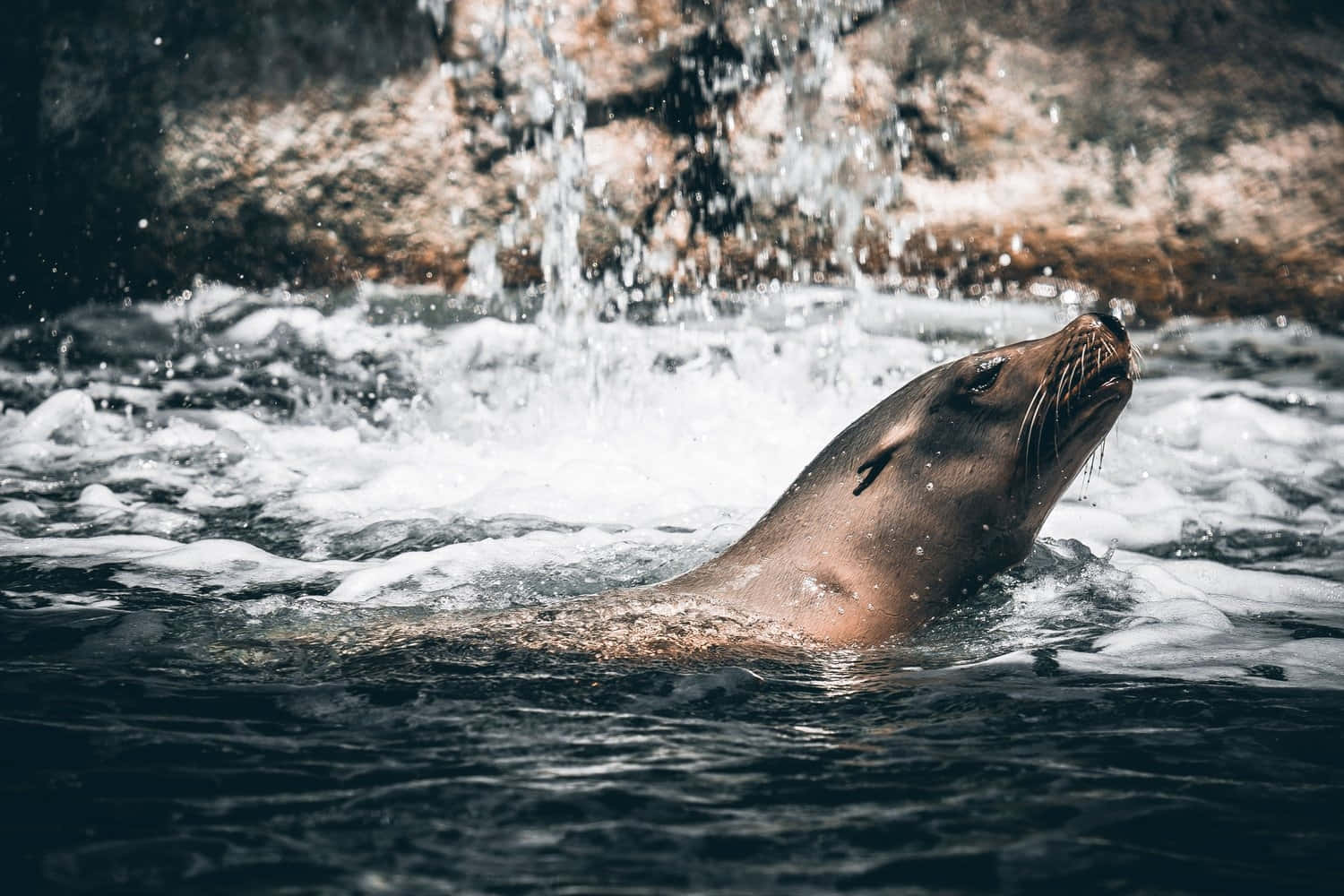 California Sea Lion Emerging Water Wallpaper