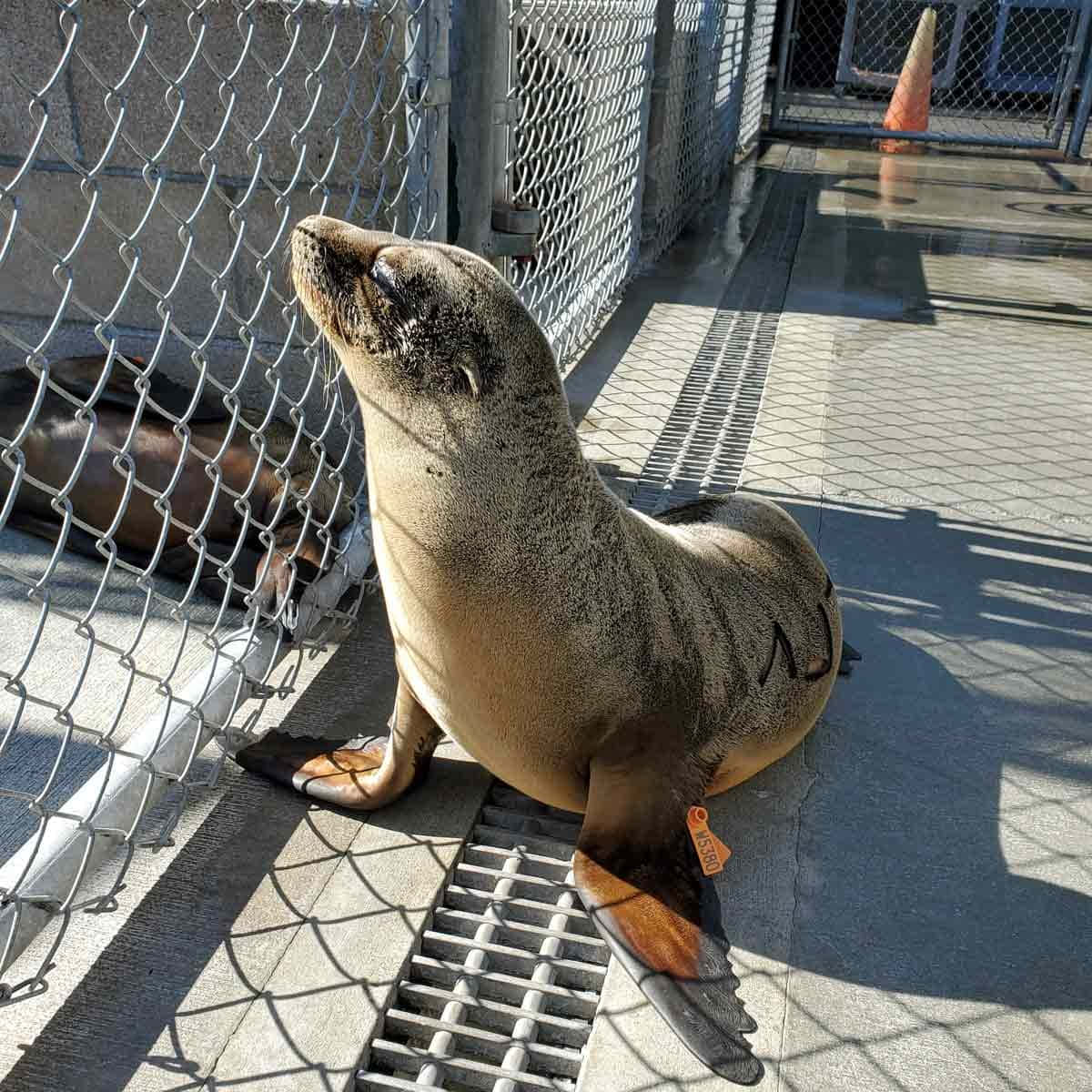 California Sea Lion Sunbathing Wallpaper