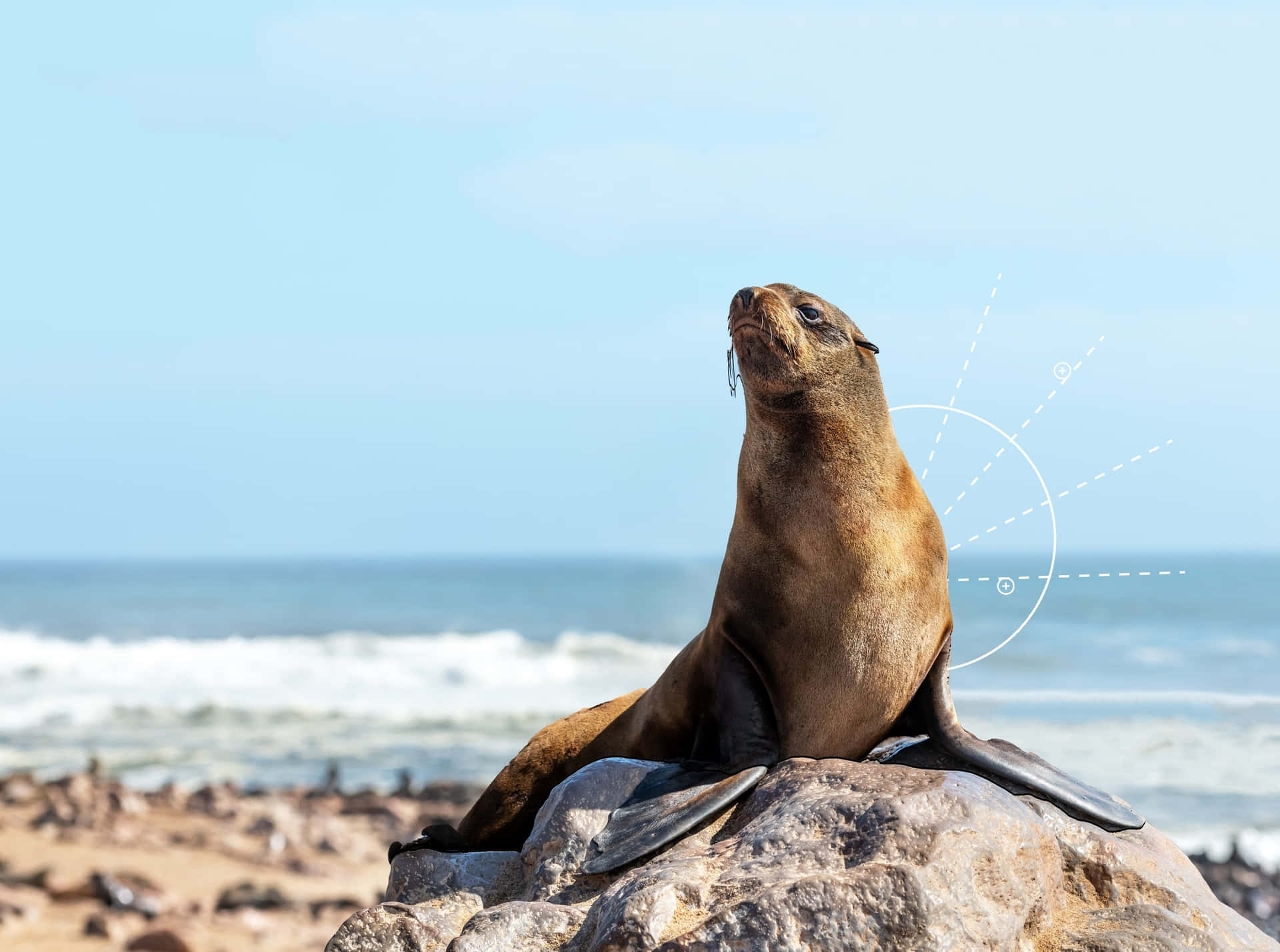 California Sea Lion Sunbathingon Rock Wallpaper