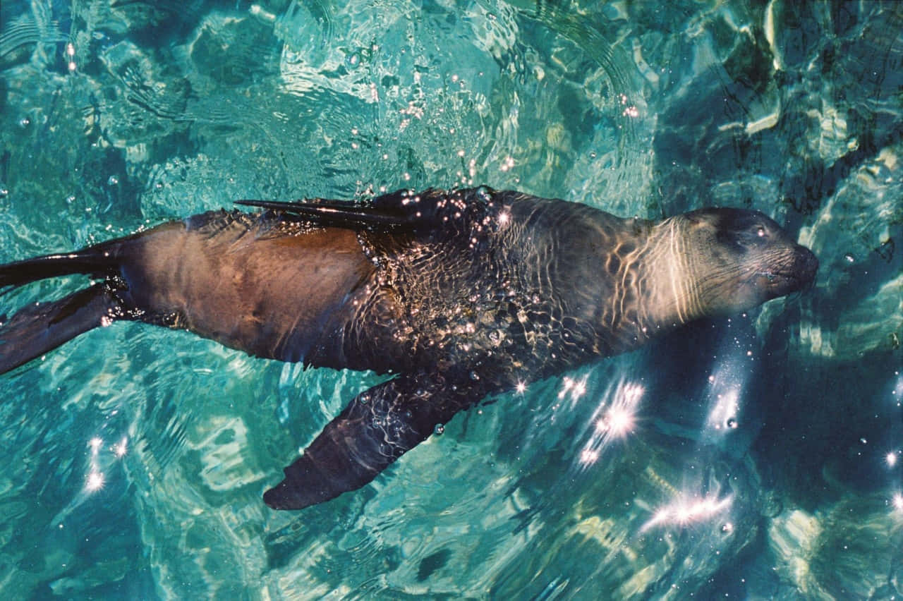 California Sea Lion Swimming Wallpaper