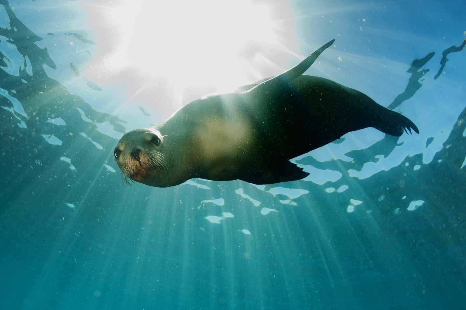 California Sea Lion Underwater Sunrays Wallpaper