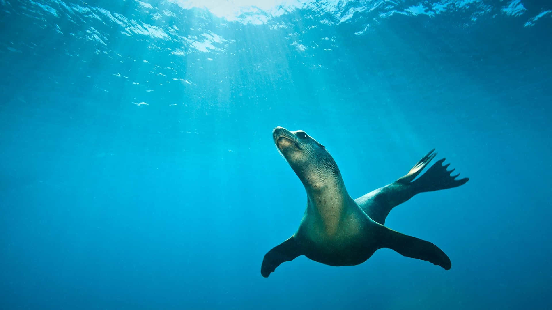 California Sea Lion Underwater Swim Wallpaper