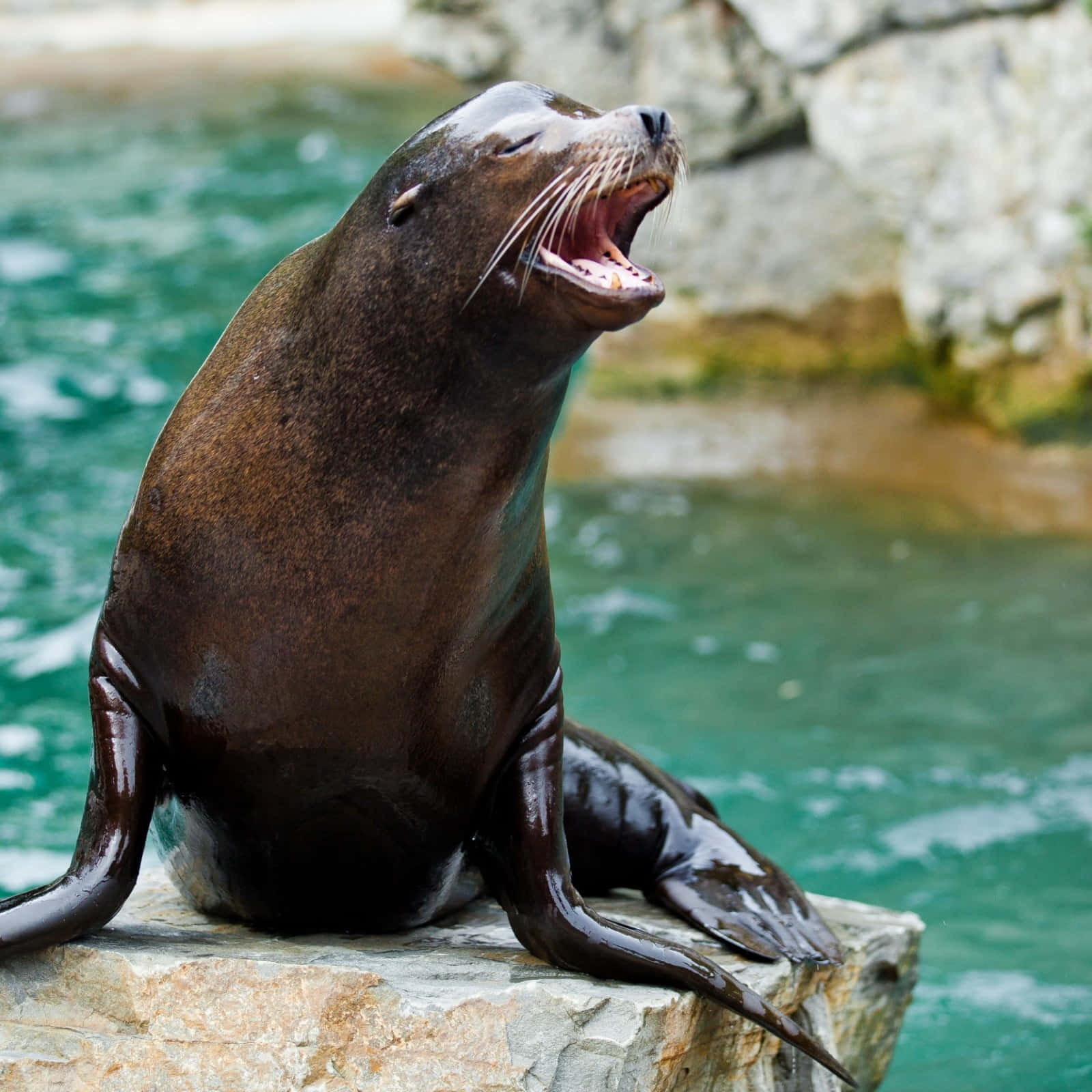 California Sea Lion Vocalizing On Rock Wallpaper