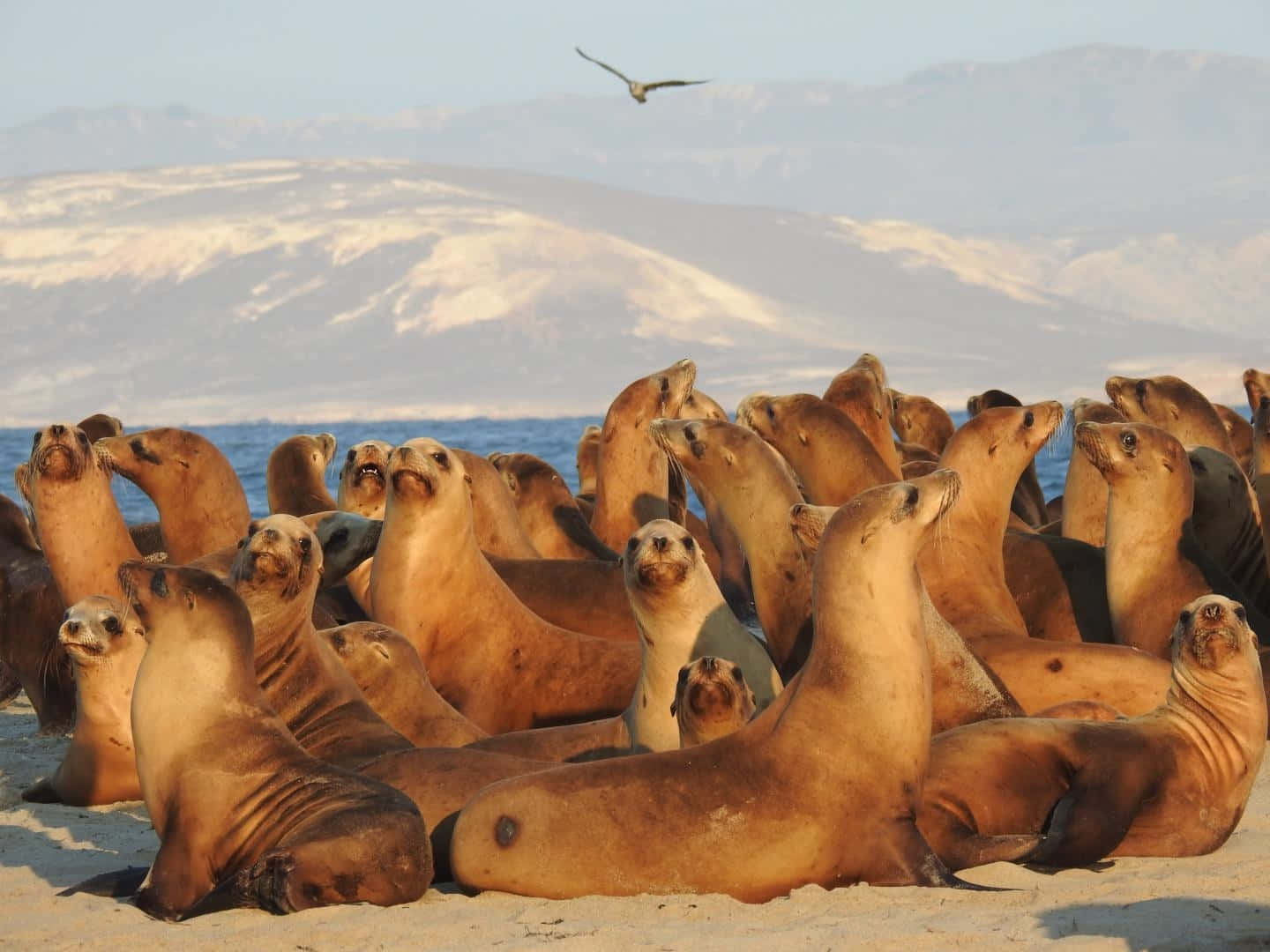 California Sea Lions Gathering Wallpaper