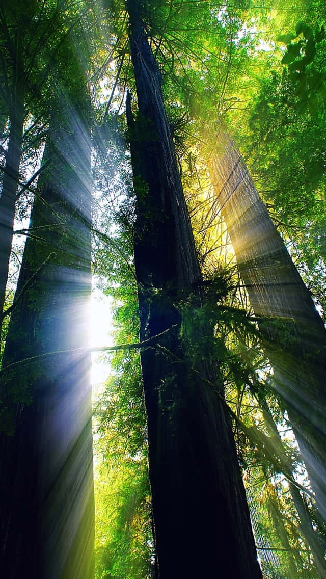 Solenskiner Genom Träden I Skogen Wallpaper