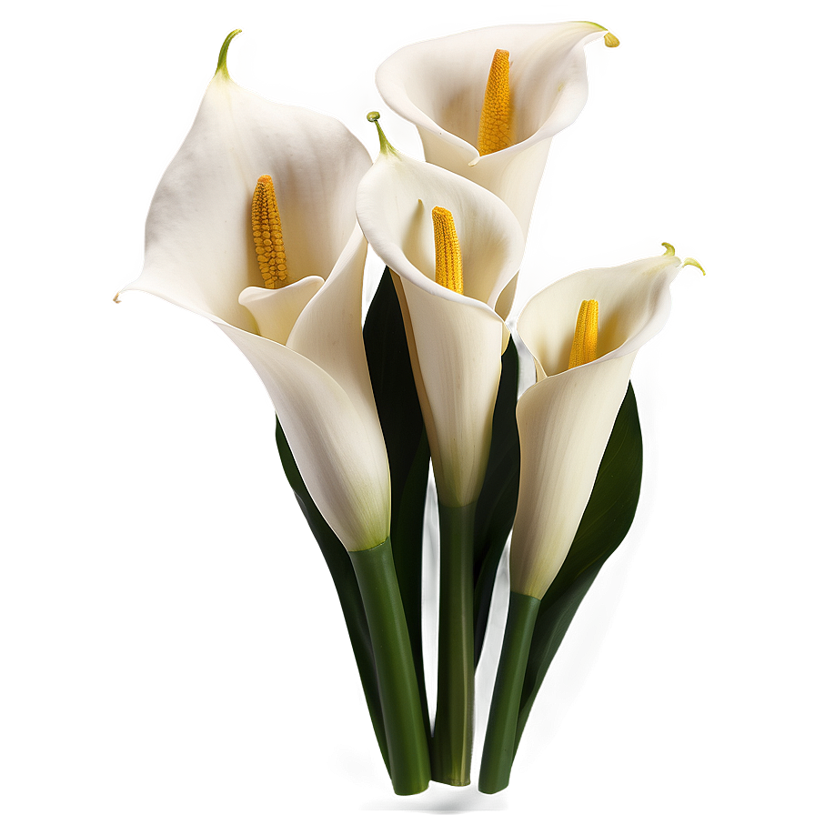 Calla Lily Flower Transparent Png 30 PNG