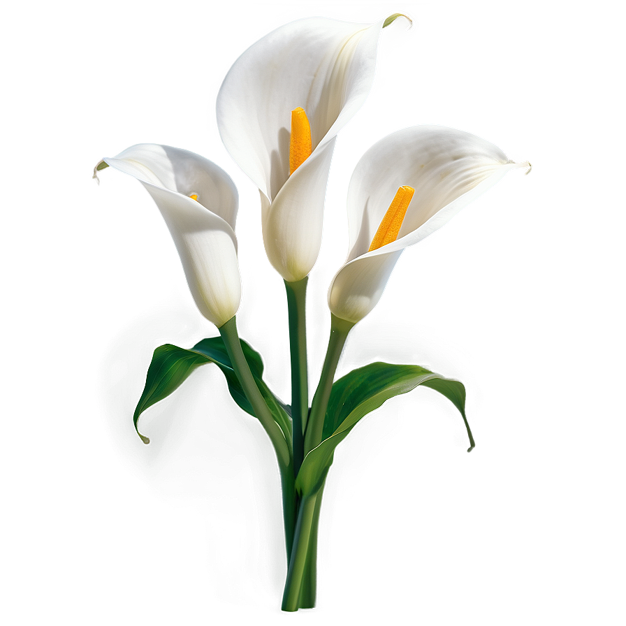 Calla Lily Flower Transparent Png 95 PNG