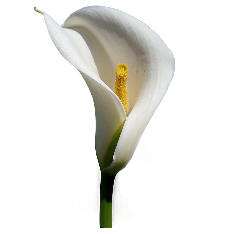 Calla Lily Flower Transparent Png Phj PNG