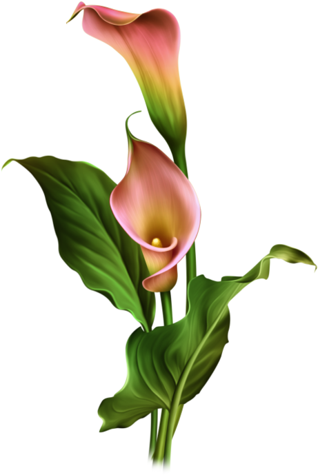 Calla Lily Flowers Artwork PNG