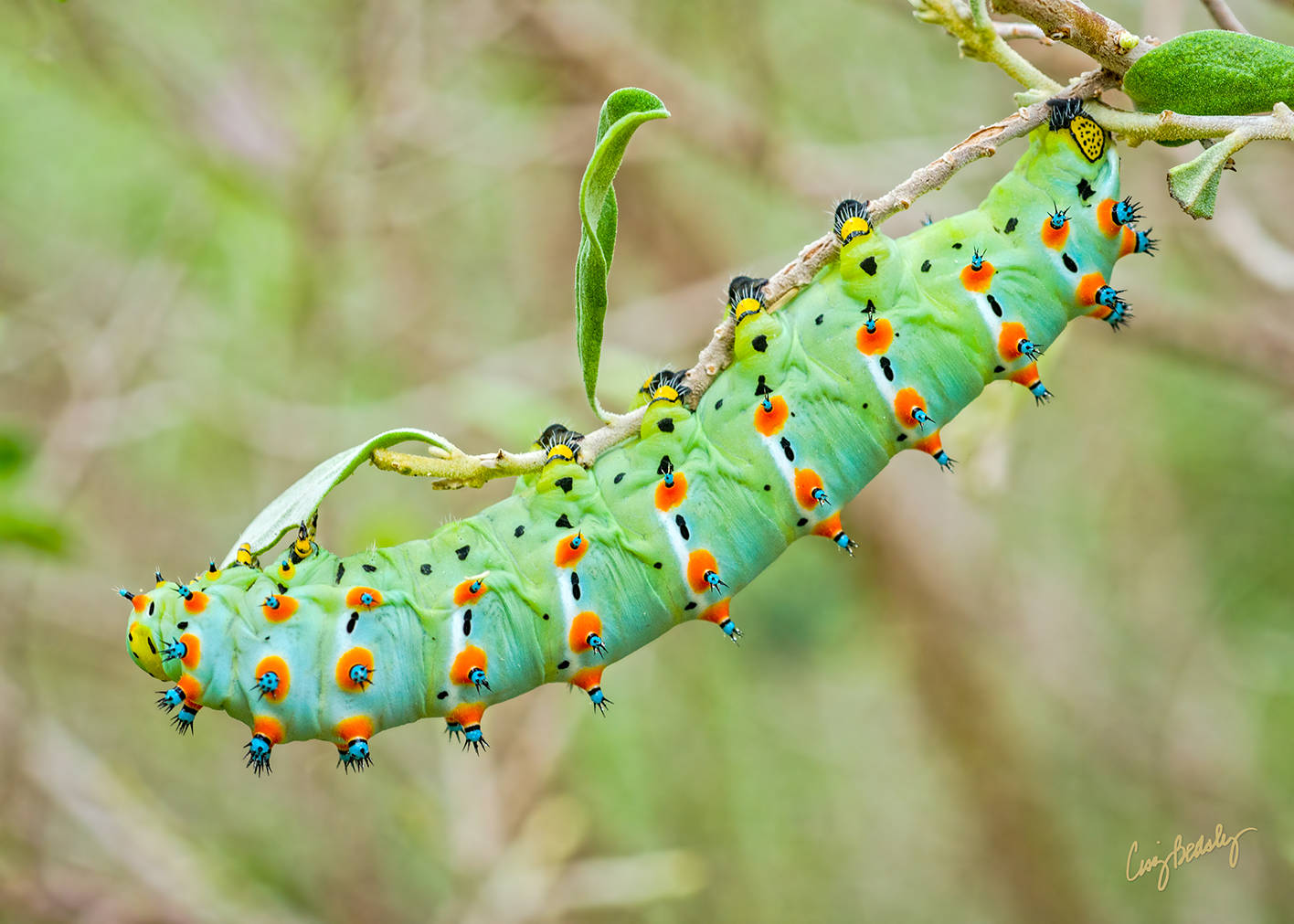 Calletasilkmoth Catterpillar Grön Natur Wallpaper