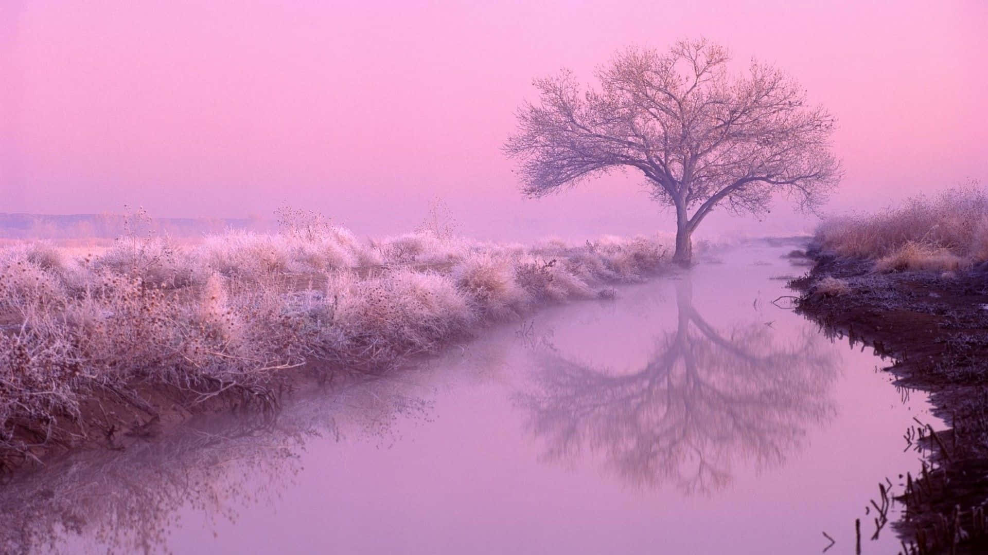 Et træ bliver reflekteret i en flod Wallpaper