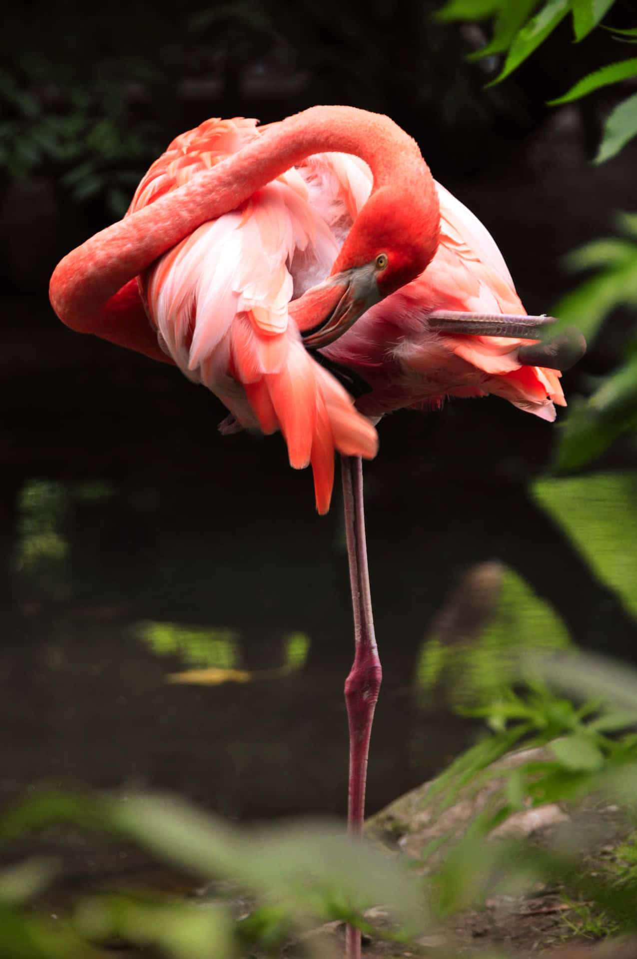 Calm Aesthetics Of Pink Flamingo