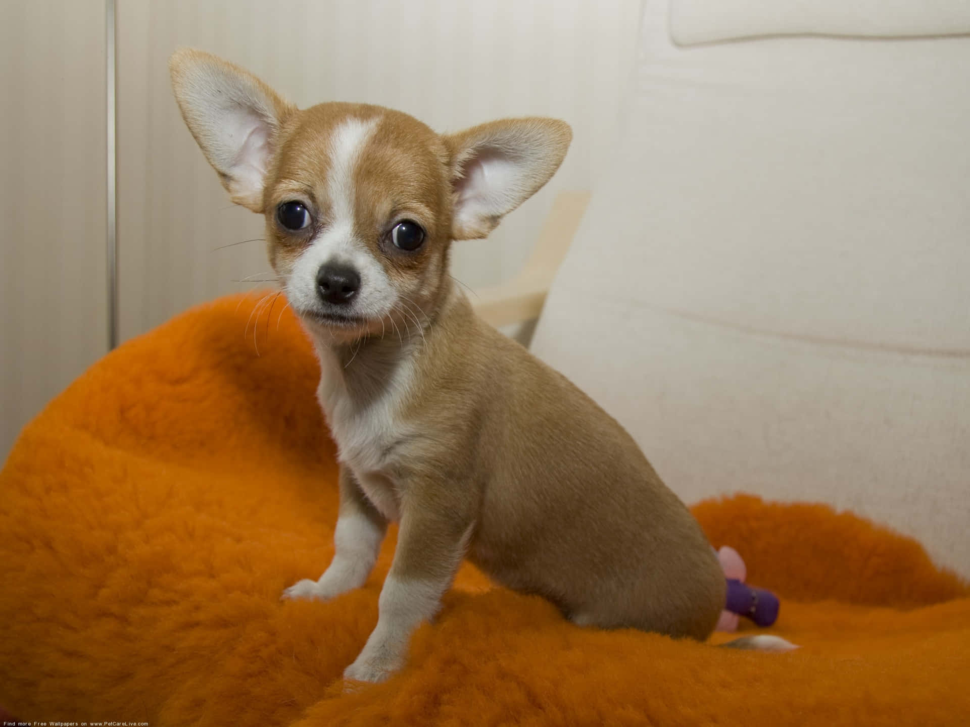 Ruhigerund Niedlicher Brauner Chihuahua Hund Wallpaper