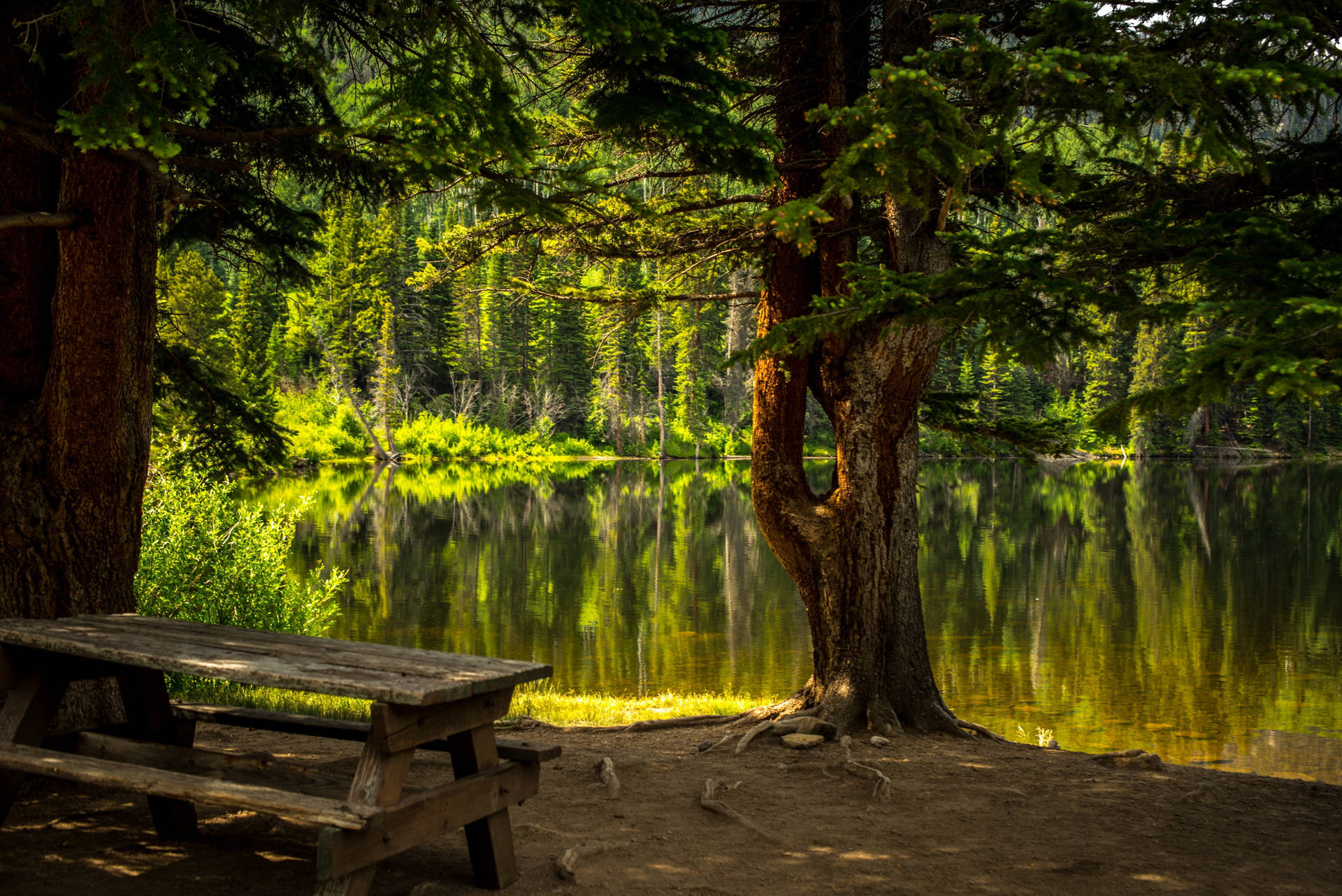 Calm Forest Lake Hotmail Wallpaper