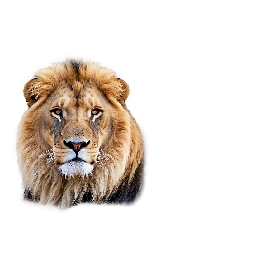 Calm Lion Face Png 94 PNG