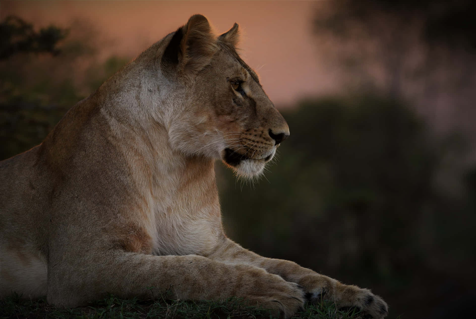Calm Lioness During Sunset Wallpaper