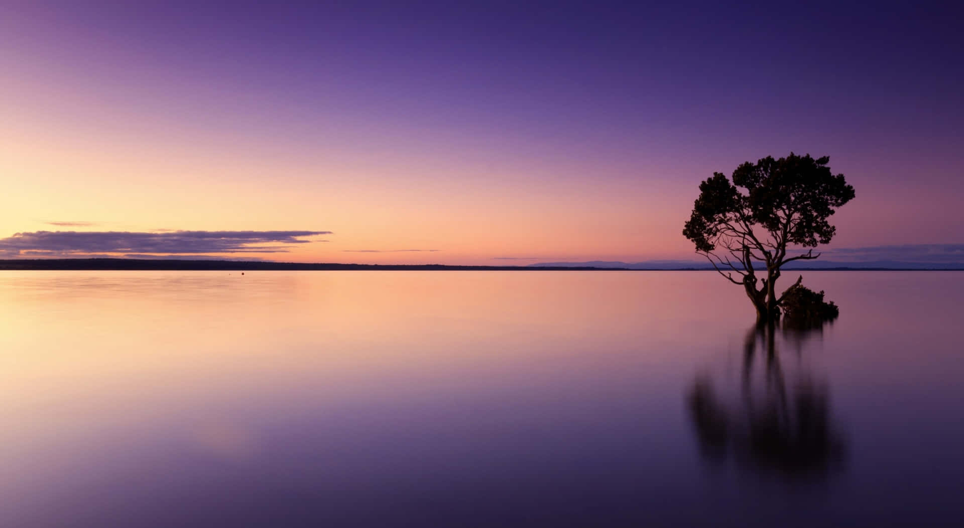 A Lone Tree Stands On The Water At Sunset