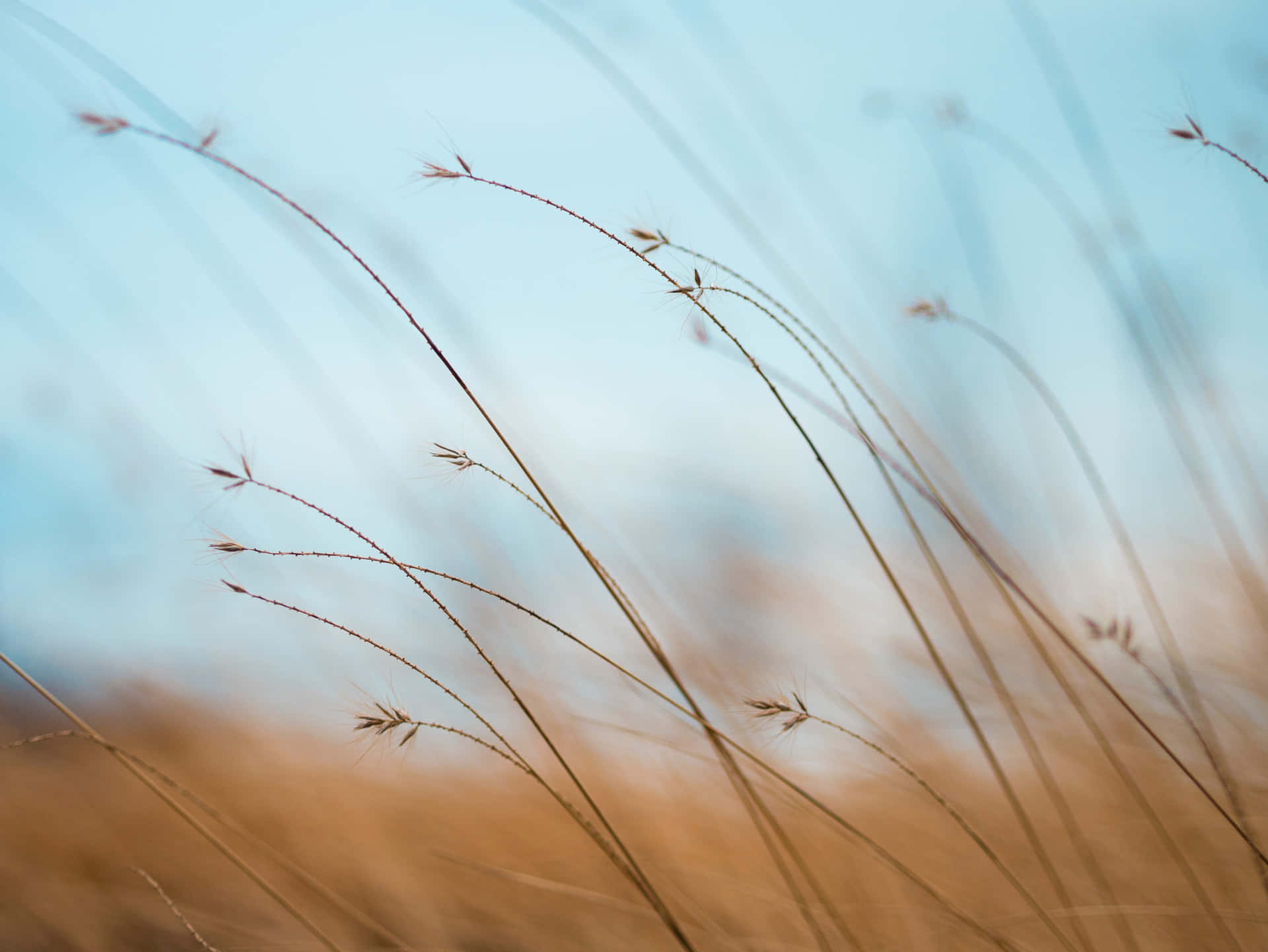 a close up of a field of grass