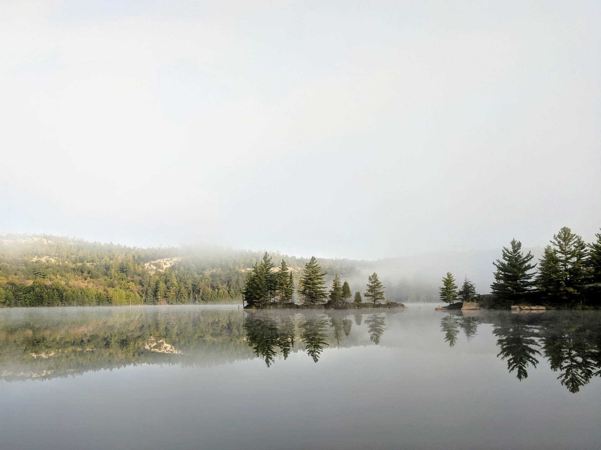 Calming Foggy Forest Landscape Wallpaper