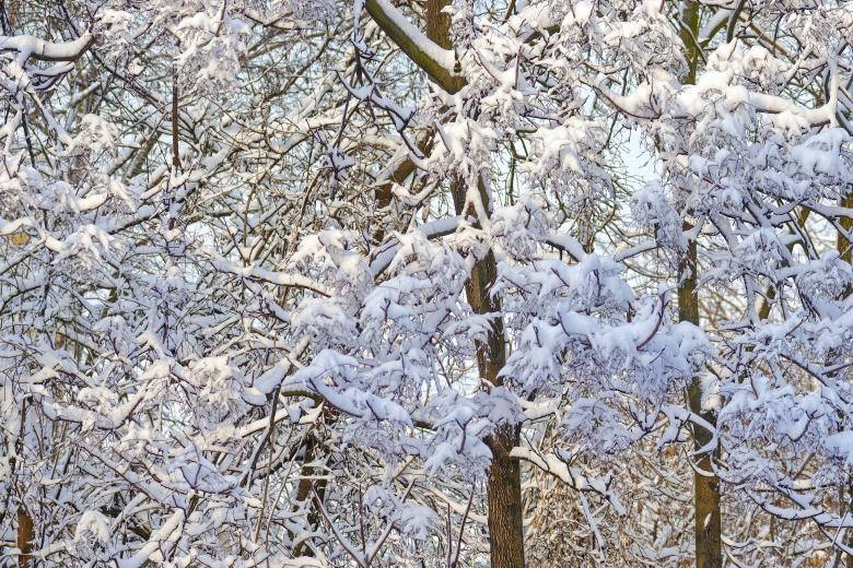 Calming Snow-covered Branches Wallpaper
