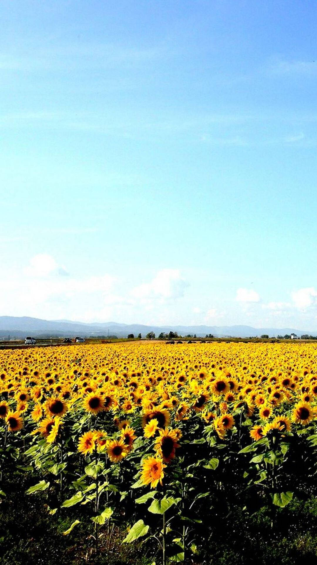 Calming Sunflower Iphone Wallpaper