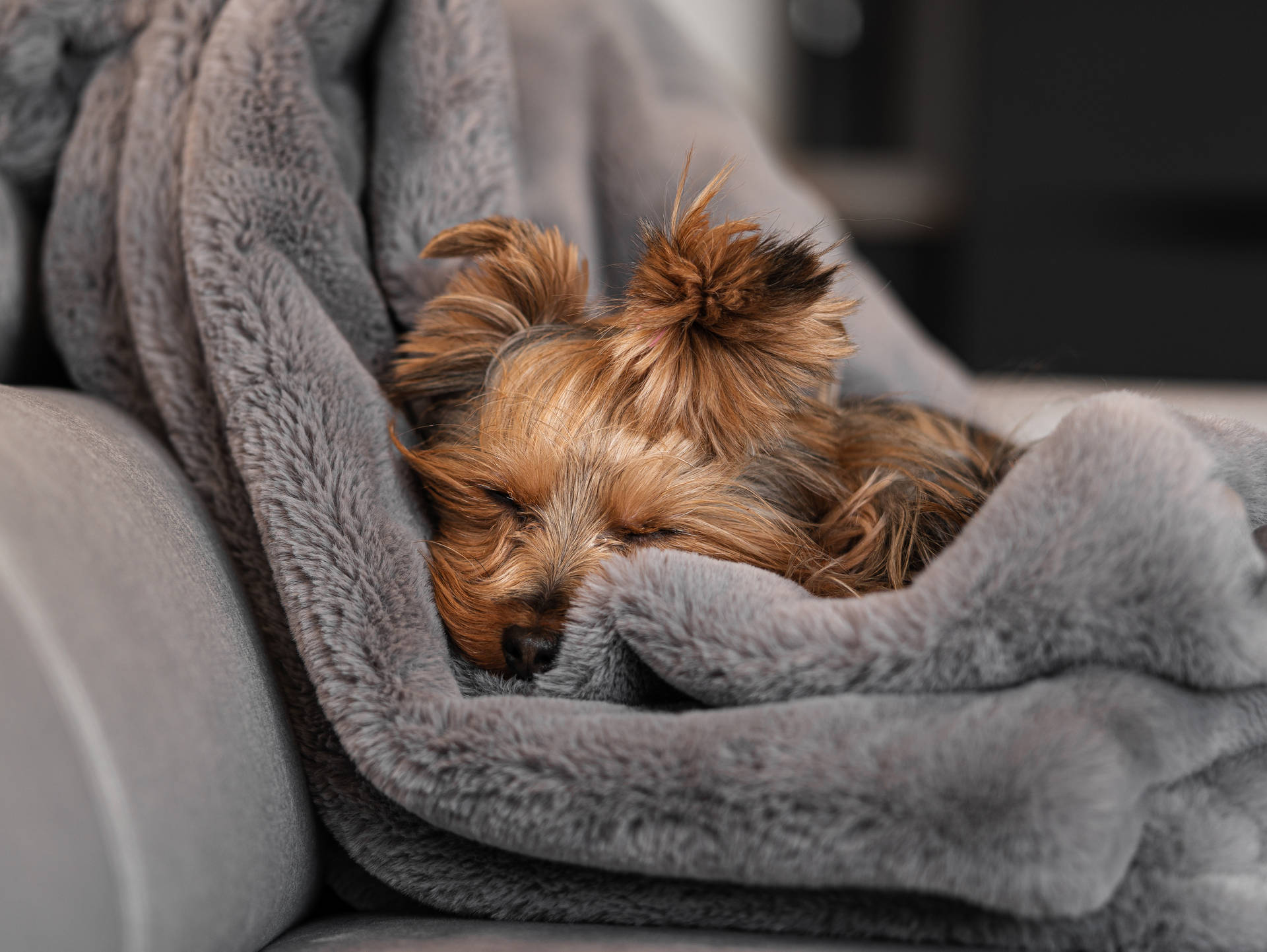 Calming Yorkshire Terrier Sleeping Wallpaper