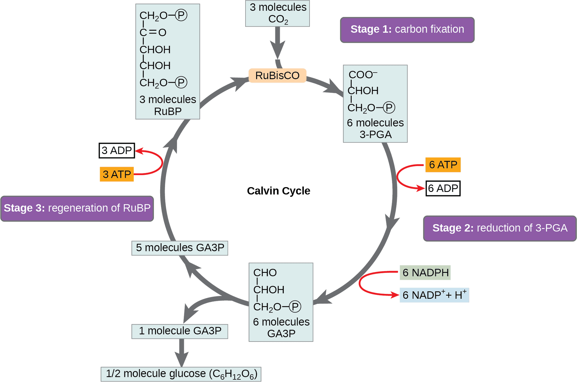 Calvin Cycle Photosynthesis Diagram PNG