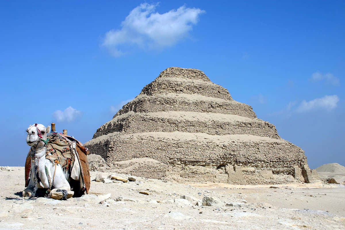 Camel At Saqqara Pyramid Wallpaper
