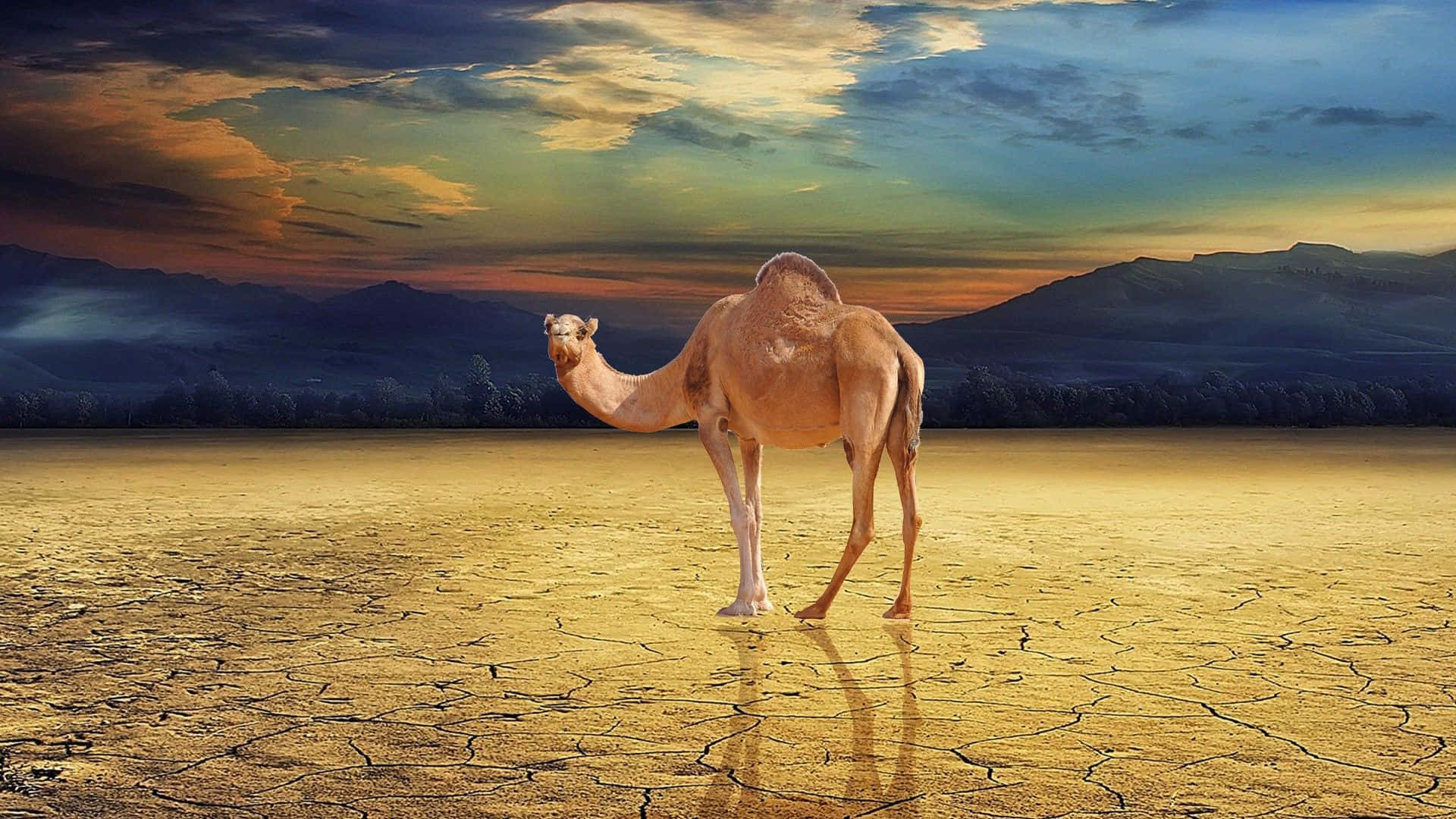 a camel is standing in a dry field