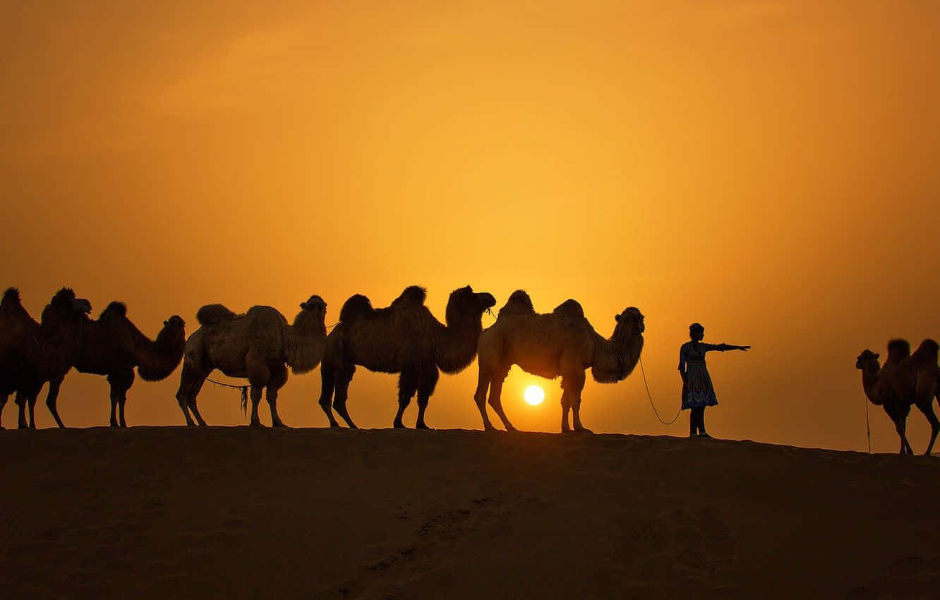 A majestic camel walking across the desert