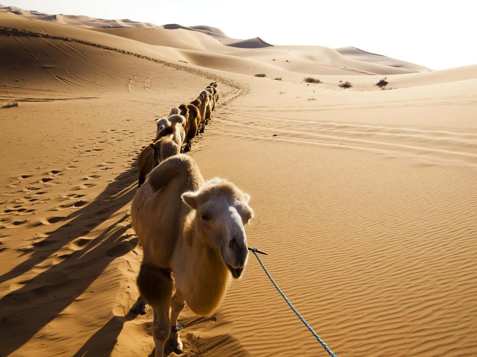 "A camel grazing on a vast expanse of sand and sun"