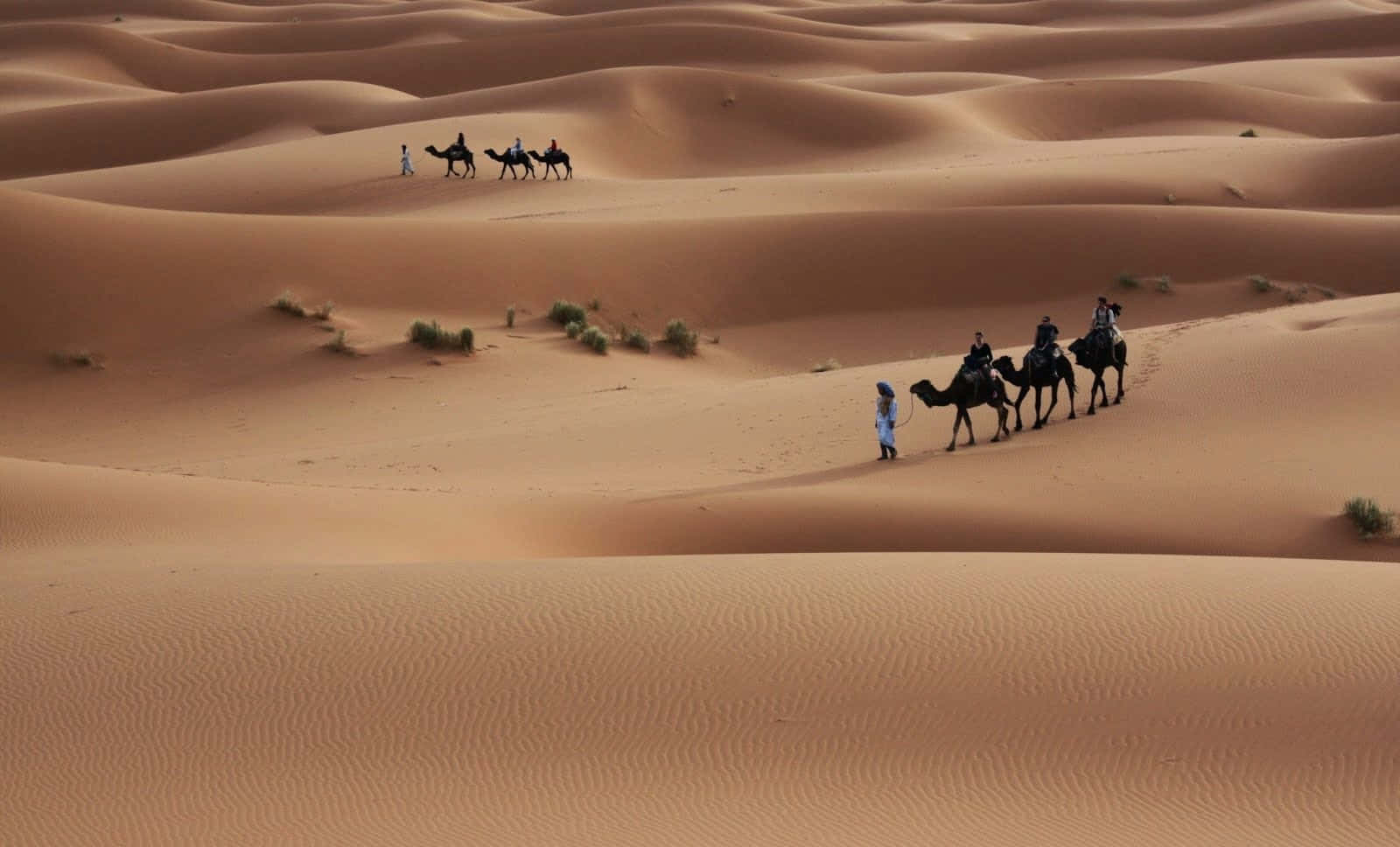 Image  A brown Camel stands atop a desert sand hill