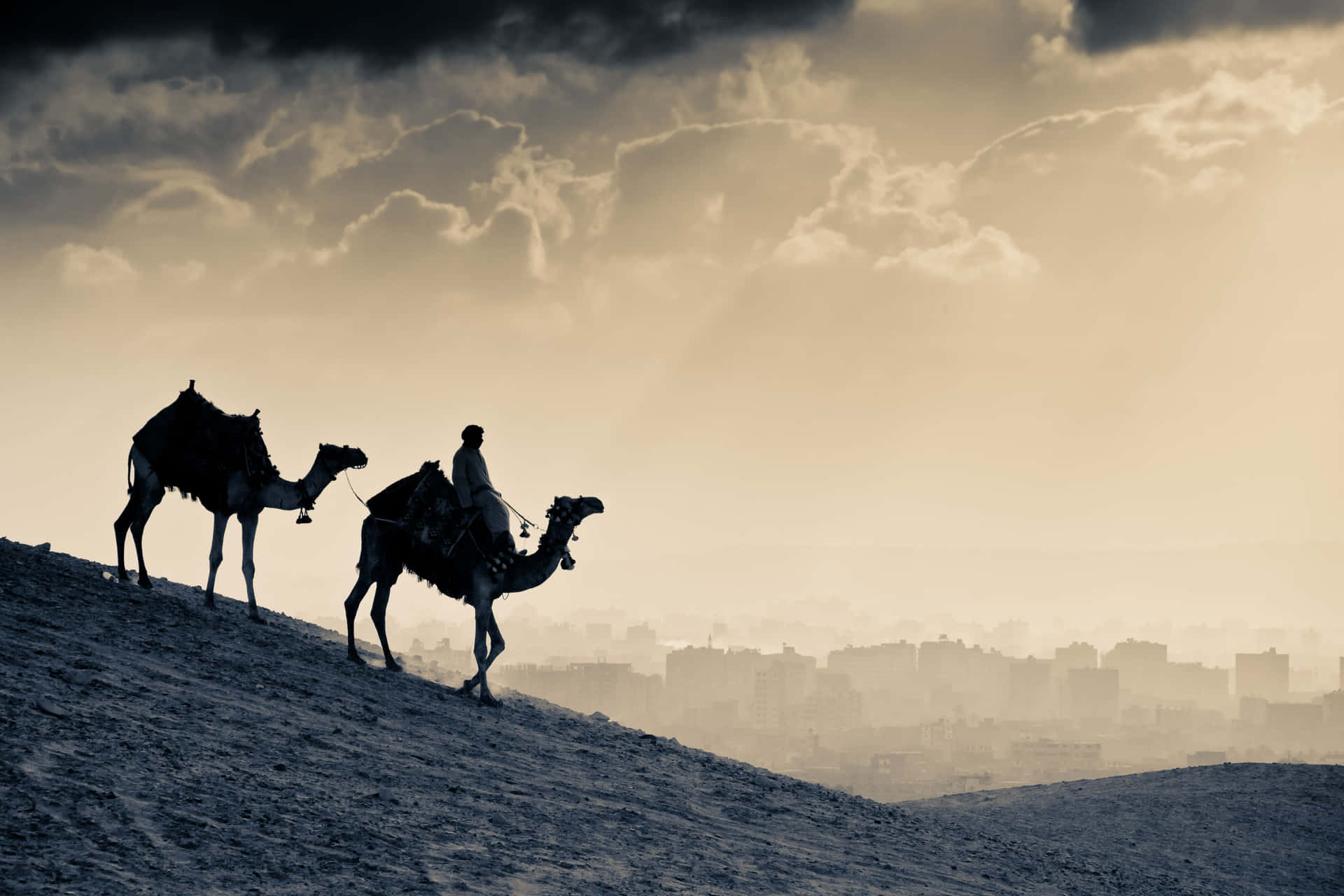 A camel walking on sand in the desert