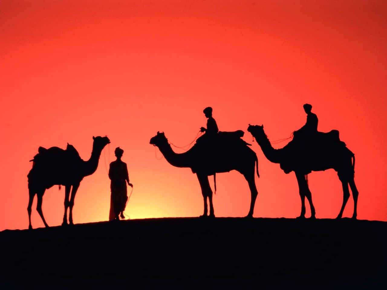 Einblick In Das Leben Eines Kamels Im Nahen Osten