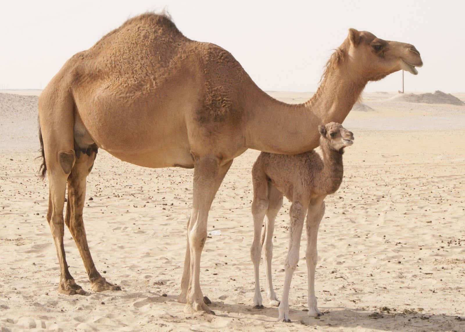 A close-up of a large two hump camel in sand dunes