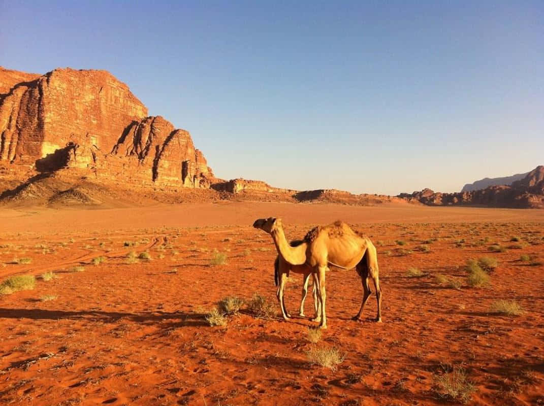 A beautiful view of a stunning sunrise over an expansive desert featuring a single camel in the foreground.