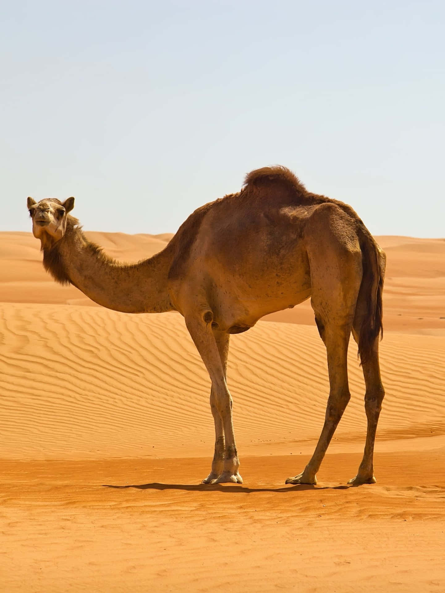 “Discover the Splendor of a Camel in the Arabian Desert”