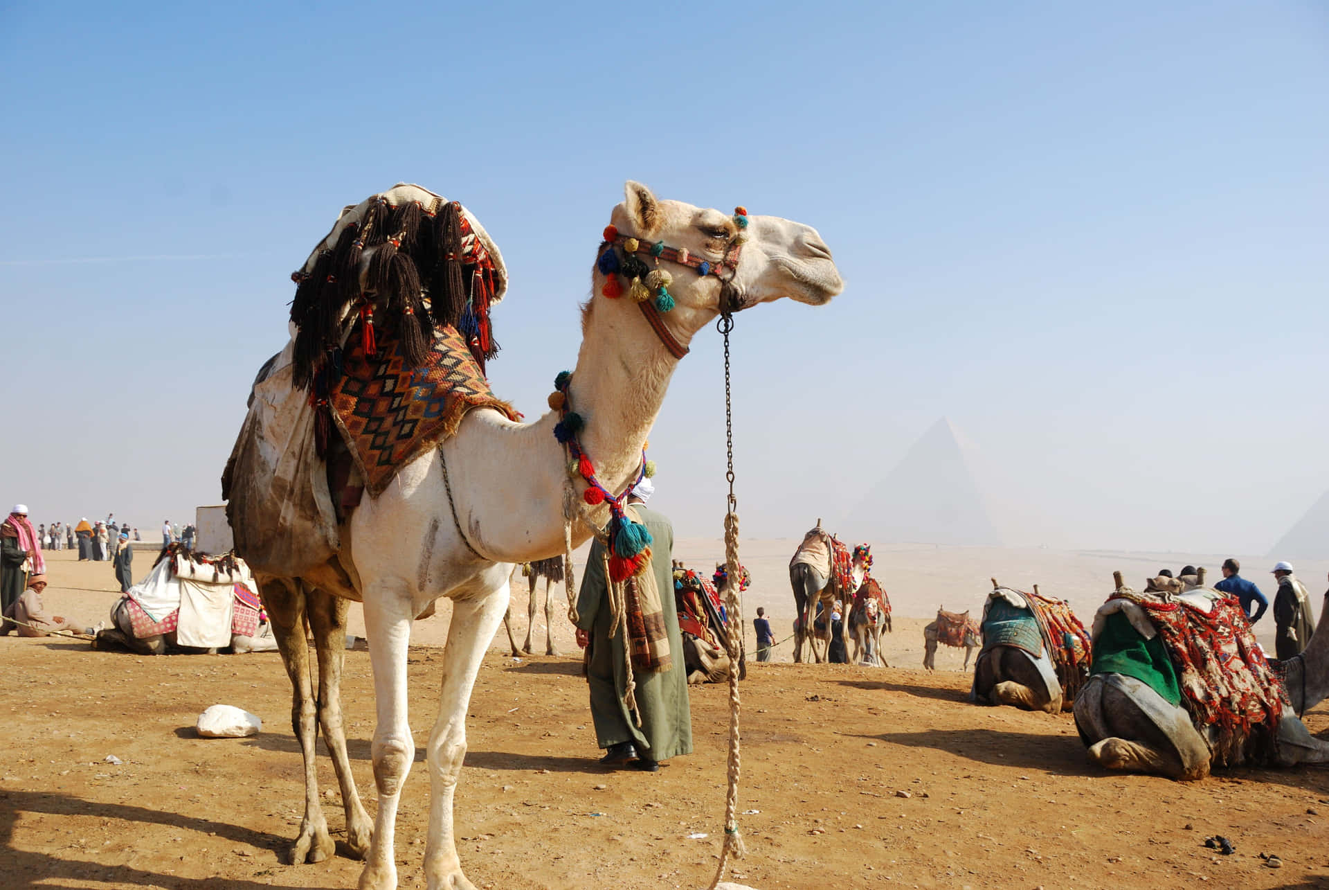 Einbraunes Kuscheliges Kamel Steht In Einer Wüstenlandschaft Neben Den Schrägen Felsen, Mit Einer Tiefstehenden Sonne Im Hintergrund.
